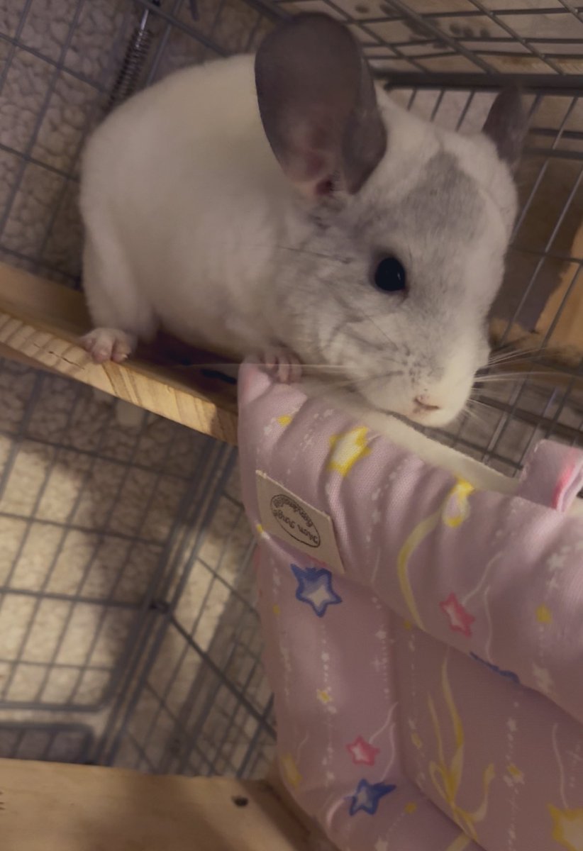 ChiroRinHimari's tweet photo. Mon Angeさんのペットベッド
ひまりちゃんとひなたくん用に購入しましたー!りんちゃんがすごく気に入って使ってくれてるから 2人にも買ってあげたかったんだ!すごくすごく嬉しいよぉー♥️やったね💕︎
#チンチラ #MonAnge https://t.co/bx0WV1Fvu9