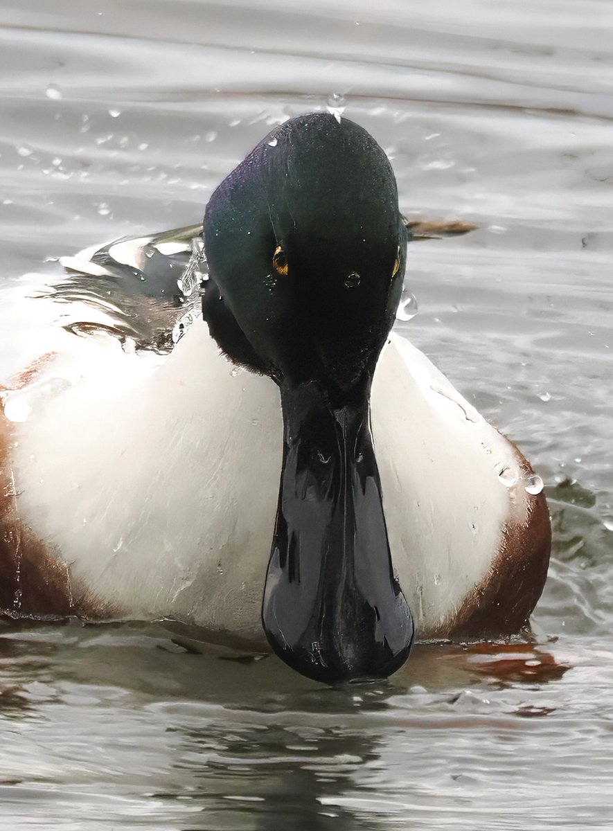 Northern Shovelers have arrived in Central Park. Their huge spoon-shaped bill always makes me laugh--but it's very effective for filtering tiny crustaceans out of the water. Just look at the size of that thing! 😍😍😍 #Shoveler #CentralPark #birdcpp