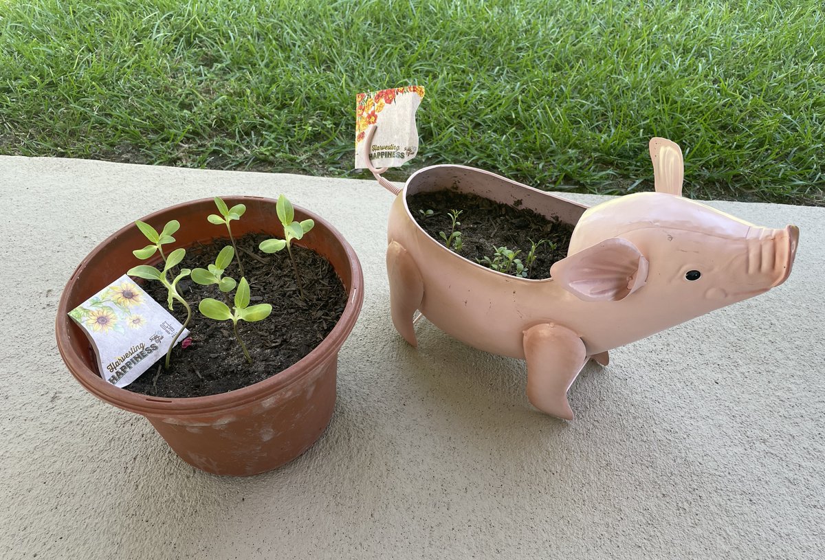 SCStateFair's tweet photo. Thank you so much to everyone who participated in our #HarvestingHappiness contest. 🤩🌱We planted our seeds of happiness this year at the #SCStateFair and so did you! Take a look at the lovely sprouts by Linda Berardo, Brantlee Long, Catherine Wiggins, and Charley Hightower. 📸 https://t.co/l6dkoBd7SC