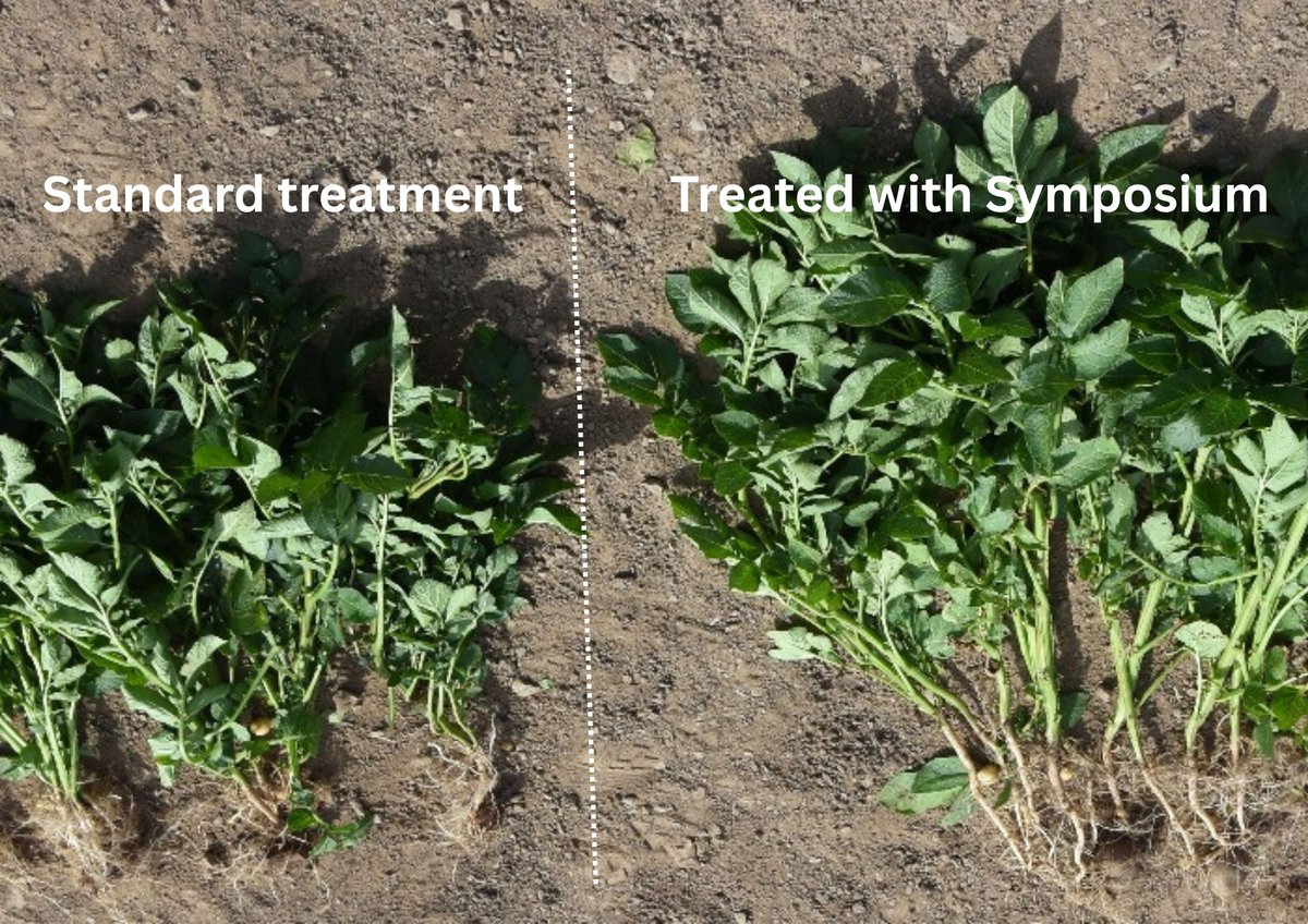 Emerald Research tweet media