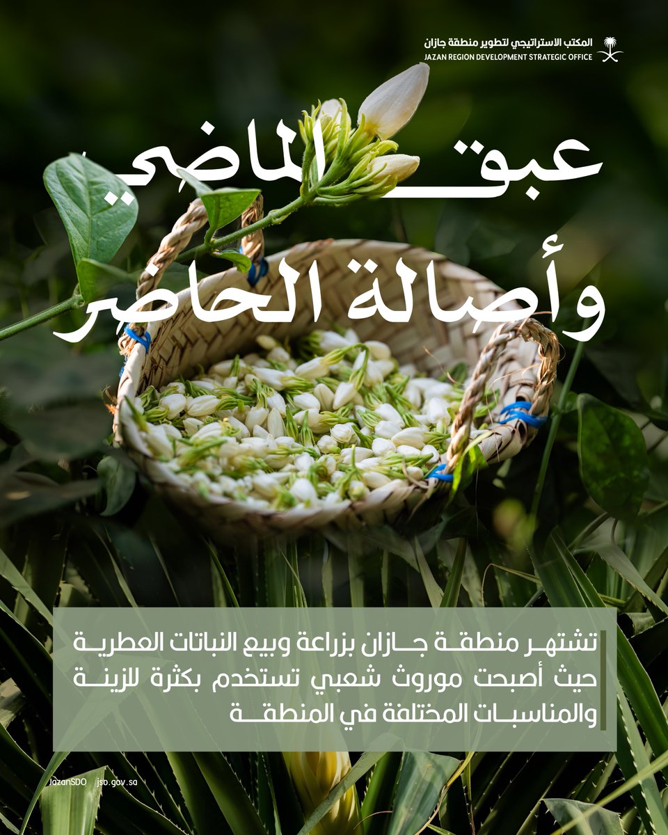 النباتات العطرية في جازان عبق الماضي وأصالة الحاضر.

#المكتب_الاستراتيجي_لتطوير_جازان