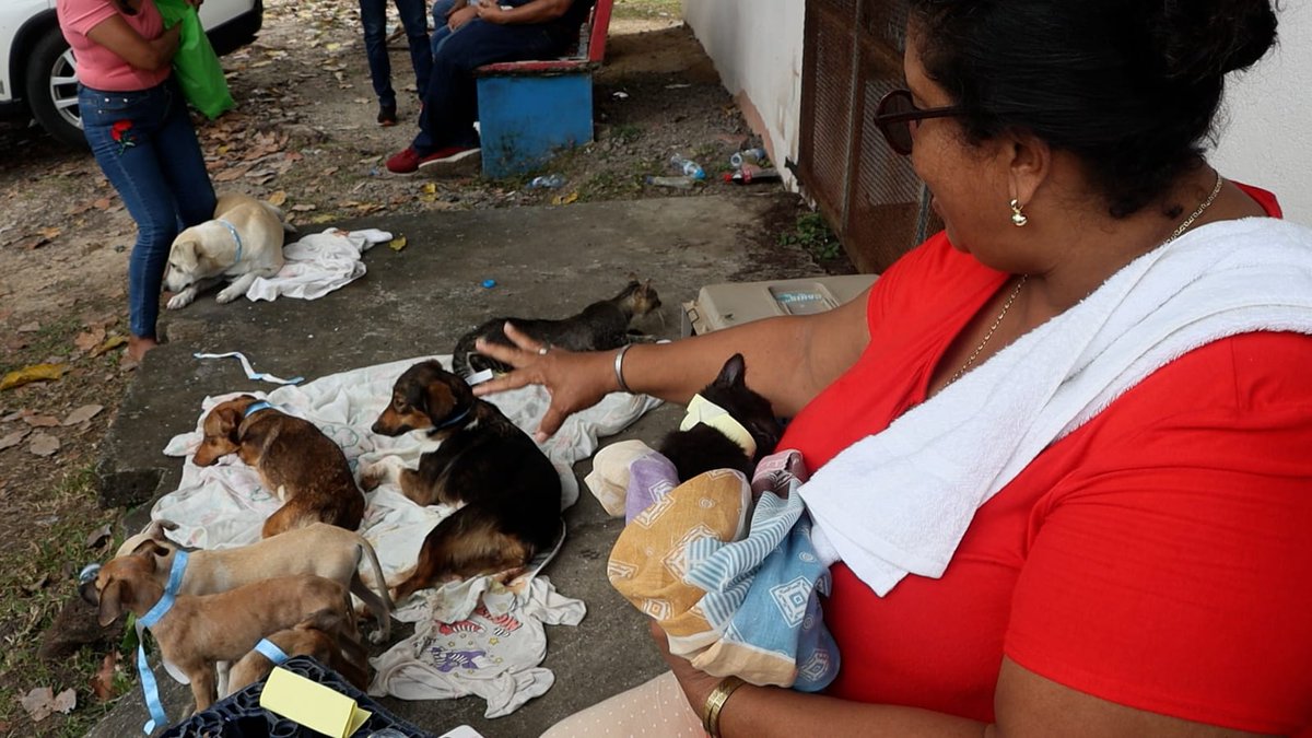 spaypanama's tweet photo. En Spay Panamá creemos en la solidaridad: si no puedes cubrir la esterilización de tu mascota, el programa de Trueque te permite hacerlo con horas de voluntariado. 📩 doctor@spaypanama.org 
📲 6919-1980 https://t.co/SBIE6kaBc2