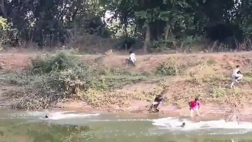 Four Injured in Leopard Attack in Nadiad Village; Video Goes Viral