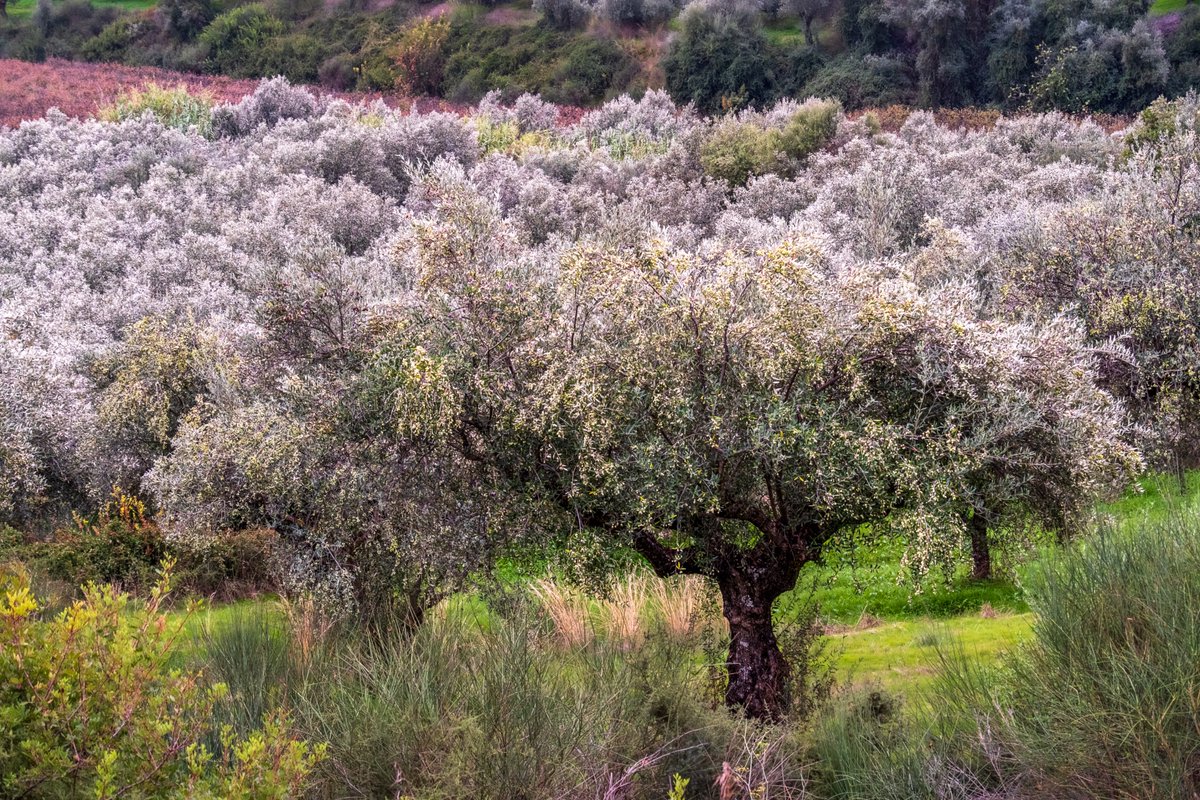 Check out this photo I have for sale of a Kalamata olive tree grove in Greece.  1-stuart-litoff.pixels.com/featured/kalam…

#olivetrees #olives #trees #kalamata #kalamataolives #greece #greek #travel #travelgreece #peloponnese