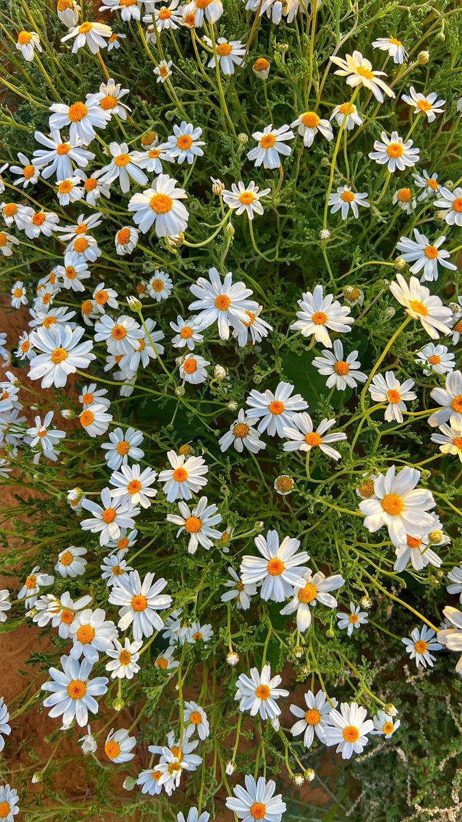 القوارة شمال غرب القصيم 🍂