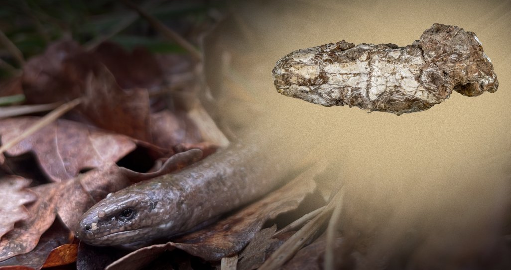 ICP_MCrusafont's tweet image. What&apos;s in a name?

🗳️ A new fossil lizard is named with the participation of local residents