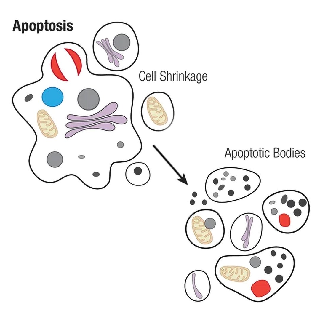 CellSignal's tweet image. Cell death is no simple matter. Check out this blog to learn about:

✅ Different types of cell death
✅ Morphological characteristics of apoptotic cells
✅ Signaling proteins that regulate programmed cell death

hubs.ly/Q03Lpw3J0