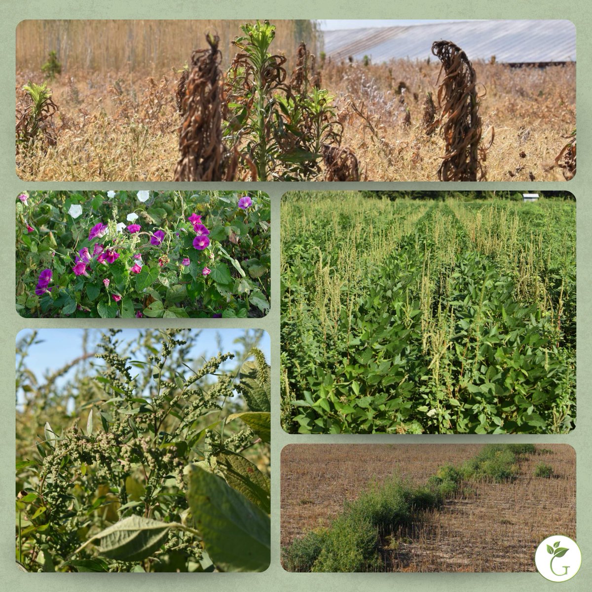 GROW.IWM tweet media