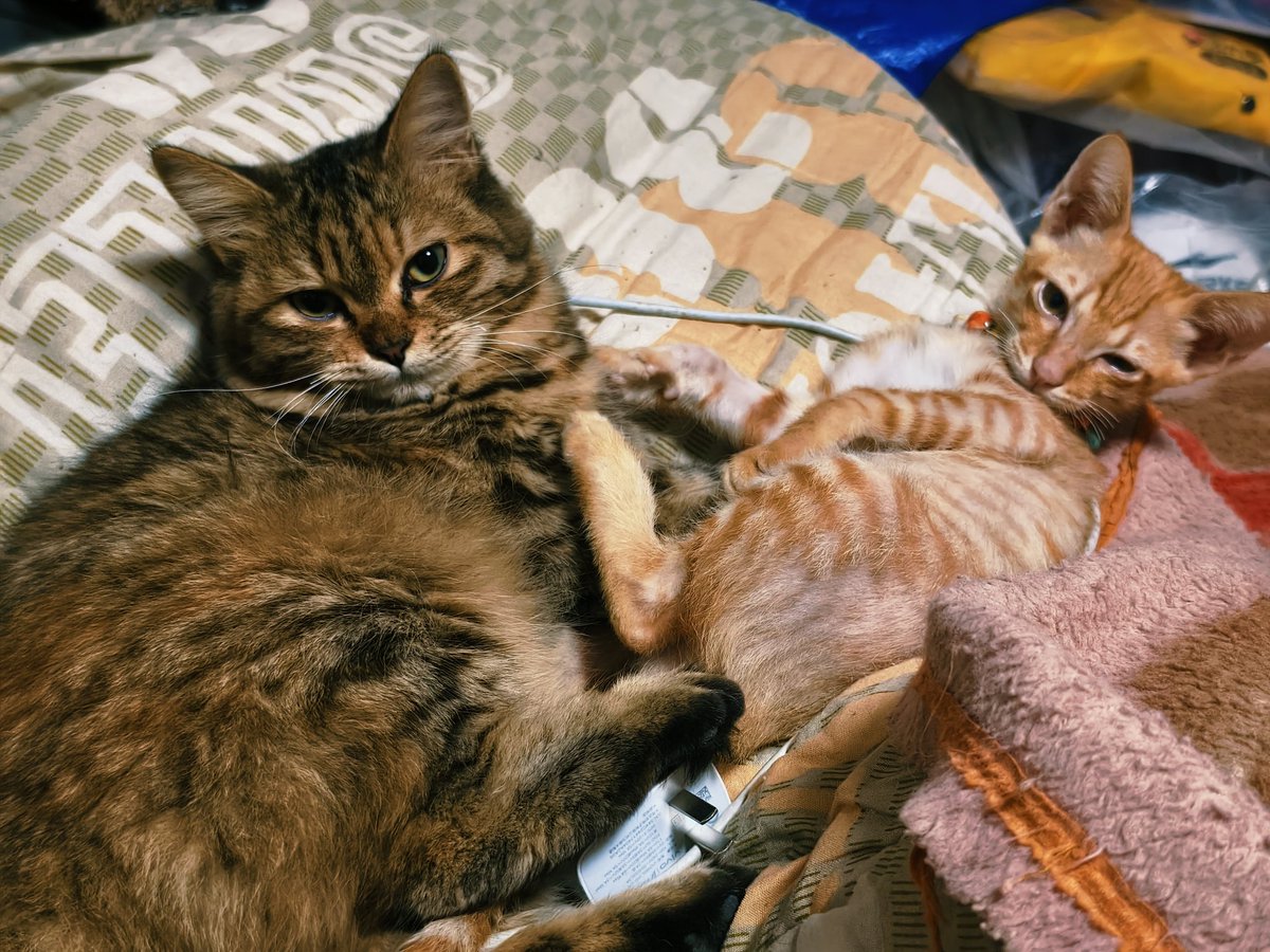 苍穹🌠精牛超浓喷射版 tweet media