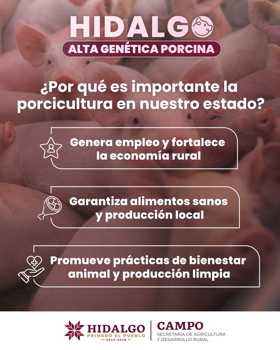 LsrHidalgo's tweet image. 🌾La porcicultura es clave para el estado: impulsa empleos, fortalece la economía rural, y promueve prácticas de bienestar animal y sistemas de producción más limpios. 🐖🌾♻️

#PrimeroElCampo