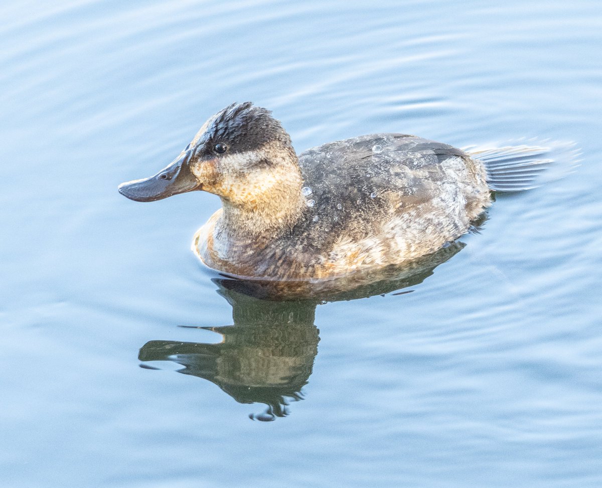 Ruddy ducks are some of the cutest visitors we have to Central Park during the fall/winter months. They are relativelys small and compact, with scoop-shaped bills. They have stiff tails that can be cocked straight up (not in this photo taken recently at the reservoir.) #birdcpp