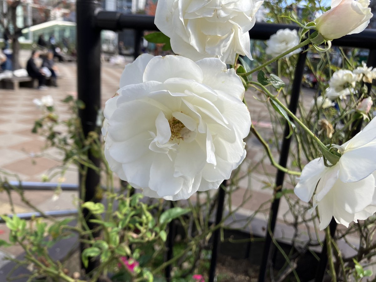 A Rose on the Wayside
#Rose