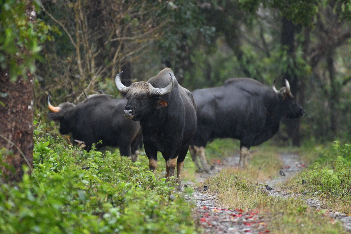 Mrinal Saikia tweet media