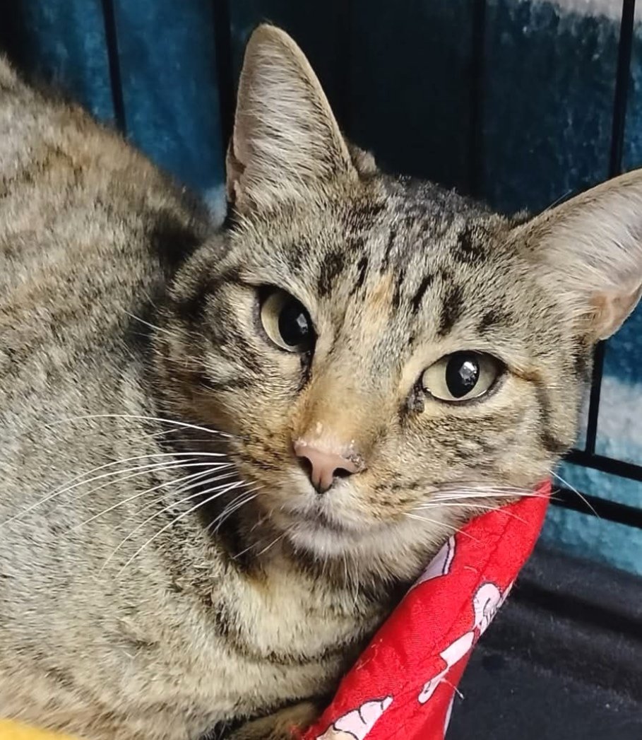 Gata perduda a #Argentona. No porta microxip, si en saps res d'ella > 93 797 42 72 #xarxabarcelonaperduts #gràcies #maresme