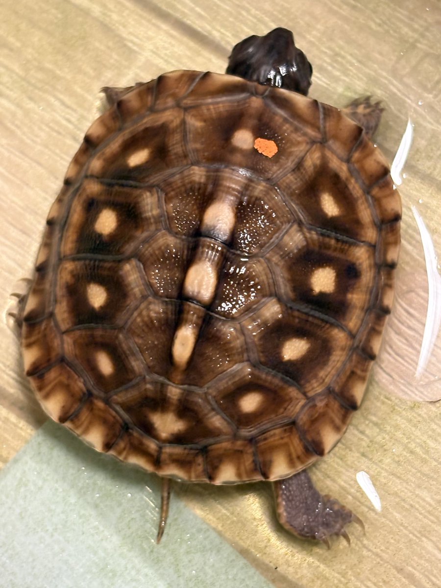 普通に配合食べてくれて助かる😍

#トウブハコガメ