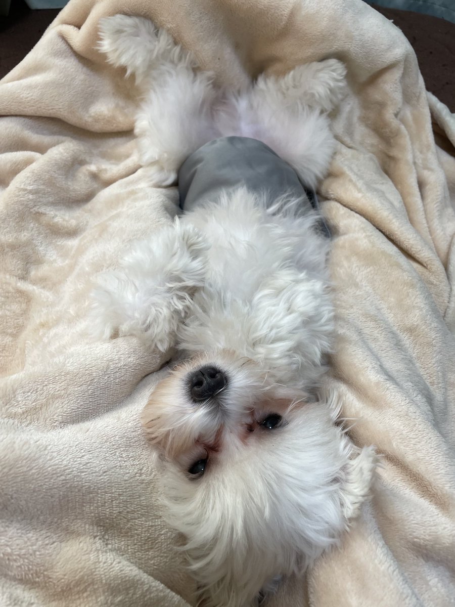 んとね
なでてくれたら
だいすき

でもばかきらい