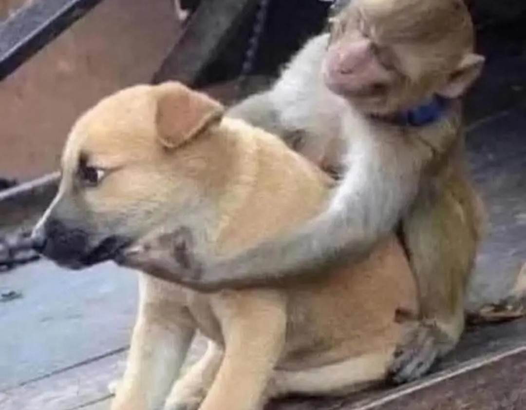 RealDaviesJ's tweet image. &quot;I&apos;m sorry babe , I didn&apos;t mean to impregnate her. I thought she was you&quot;