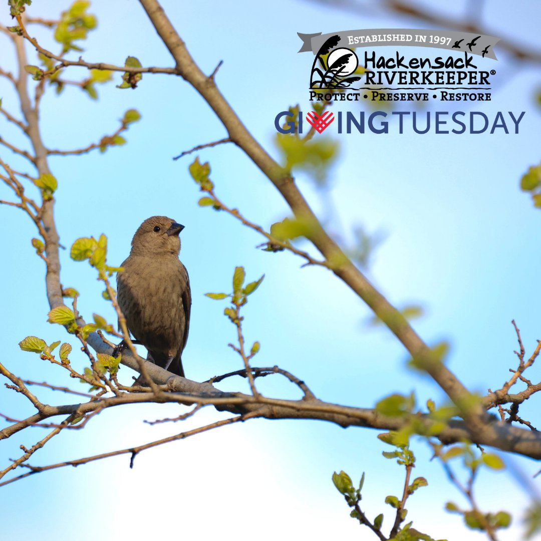 HackensackRiver's tweet image. Since 1997, Hackensack Riverkeeper supporters &amp;amp; volunteers have driven our mission forward.This #GivingTuesday, support the work that connects 1.5M watershed residents to their river. 

hackensackriverkeeper.org/givingtuesday25

#GivingTuesday #NewJersey #GT2025 #Environment #ThePowerOfWater