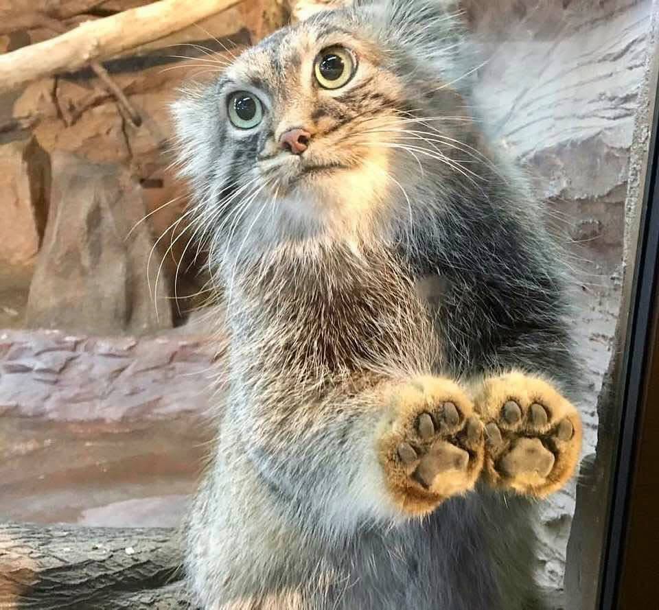 Grumpy Manul (@grumpy_manul) on Twitter photo 