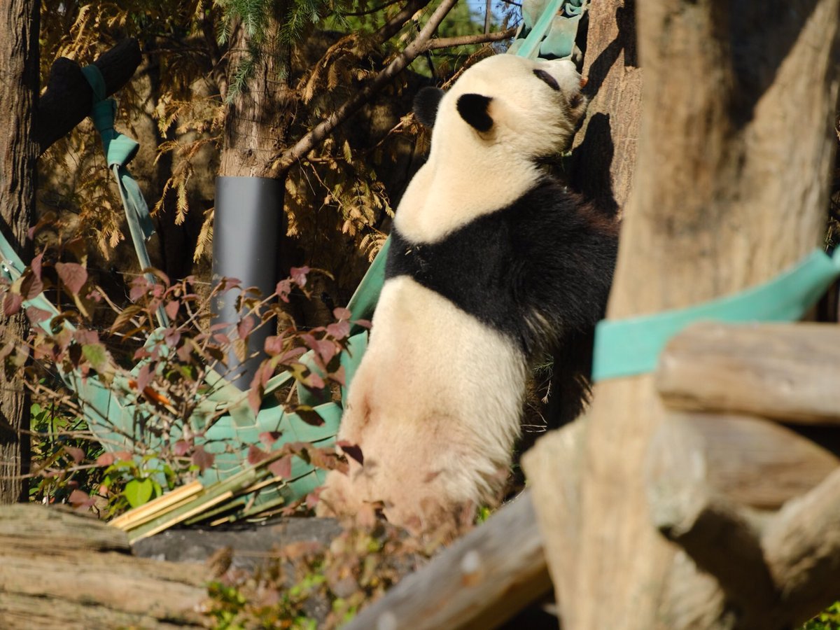 iko_i_iko_i_iko's tweet image. おやつBOX♪😊
2025.11.26 #上野動物園 #panda #シャオシャオ