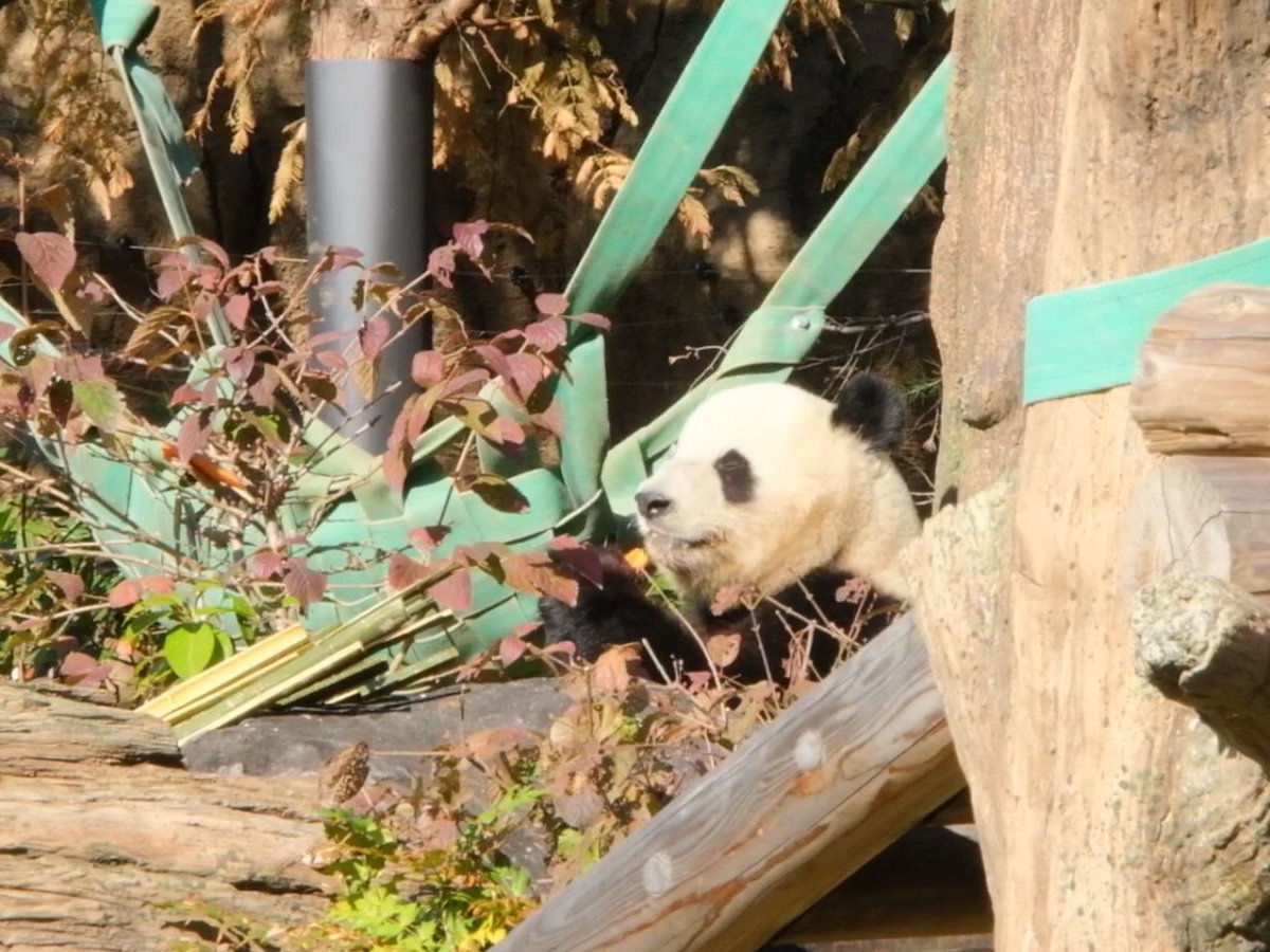iko_i_iko_i_iko's tweet image. 🥕モグモグ💕
2025.11.26 #上野動物園 #panda #シャオシャオ