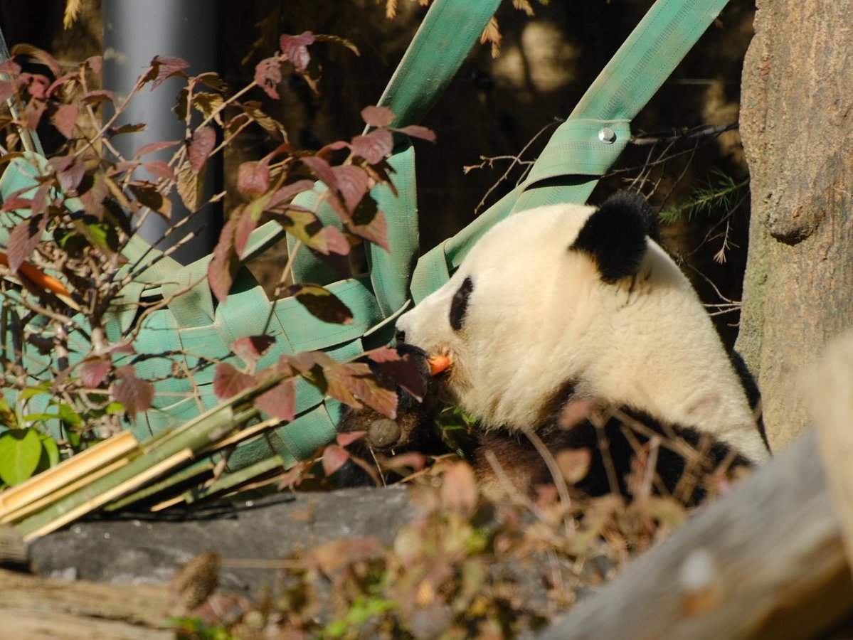 iko_i_iko_i_iko's tweet image. 🥕モグモグ💕
2025.11.26 #上野動物園 #panda #シャオシャオ
