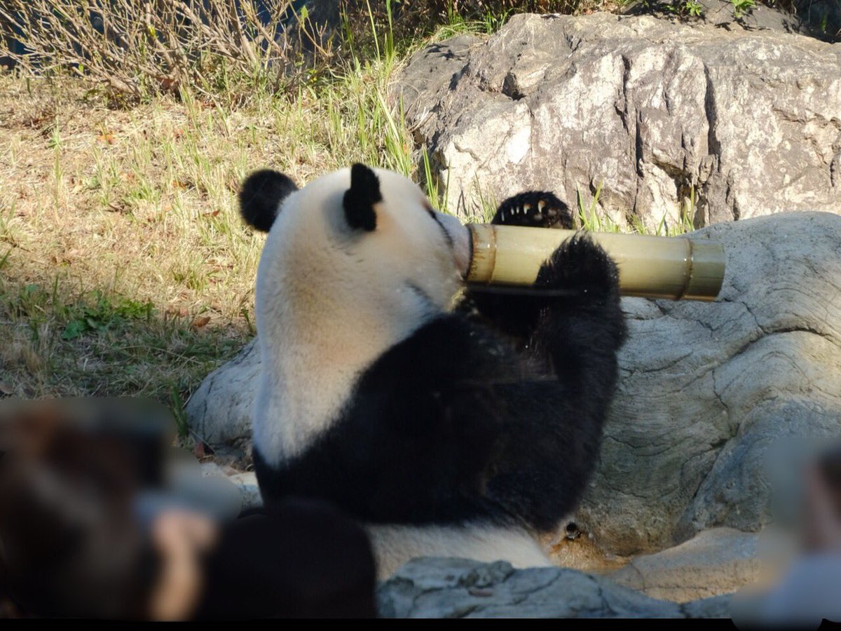 iko_i_iko_i_iko's tweet image. お風呂の中に竹筒が💦竹筒からもお水が😅
2025.11.26 #上野動物園 #panda #レイレイ