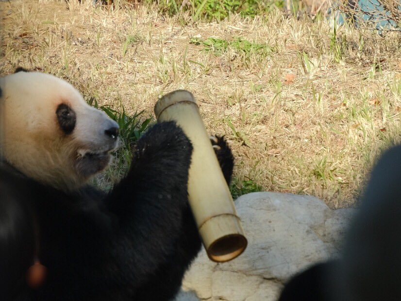 iko_i_iko_i_iko's tweet image. お風呂の中に竹筒が💦竹筒からもお水が😅
2025.11.26 #上野動物園 #panda #レイレイ