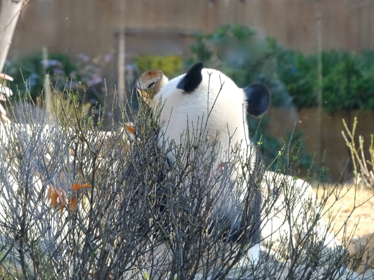 iko_i_iko_i_iko's tweet image. お風呂の中に竹筒が💦竹筒からもお水が😅
2025.11.26 #上野動物園 #panda #レイレイ