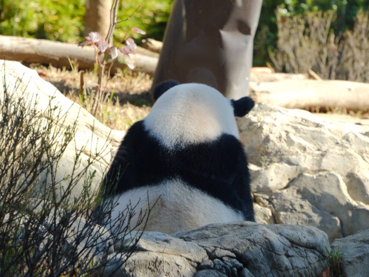 iko_i_iko_i_iko's tweet image. お風呂の中に竹筒が💦竹筒からもお水が😅
2025.11.26 #上野動物園 #panda #レイレイ