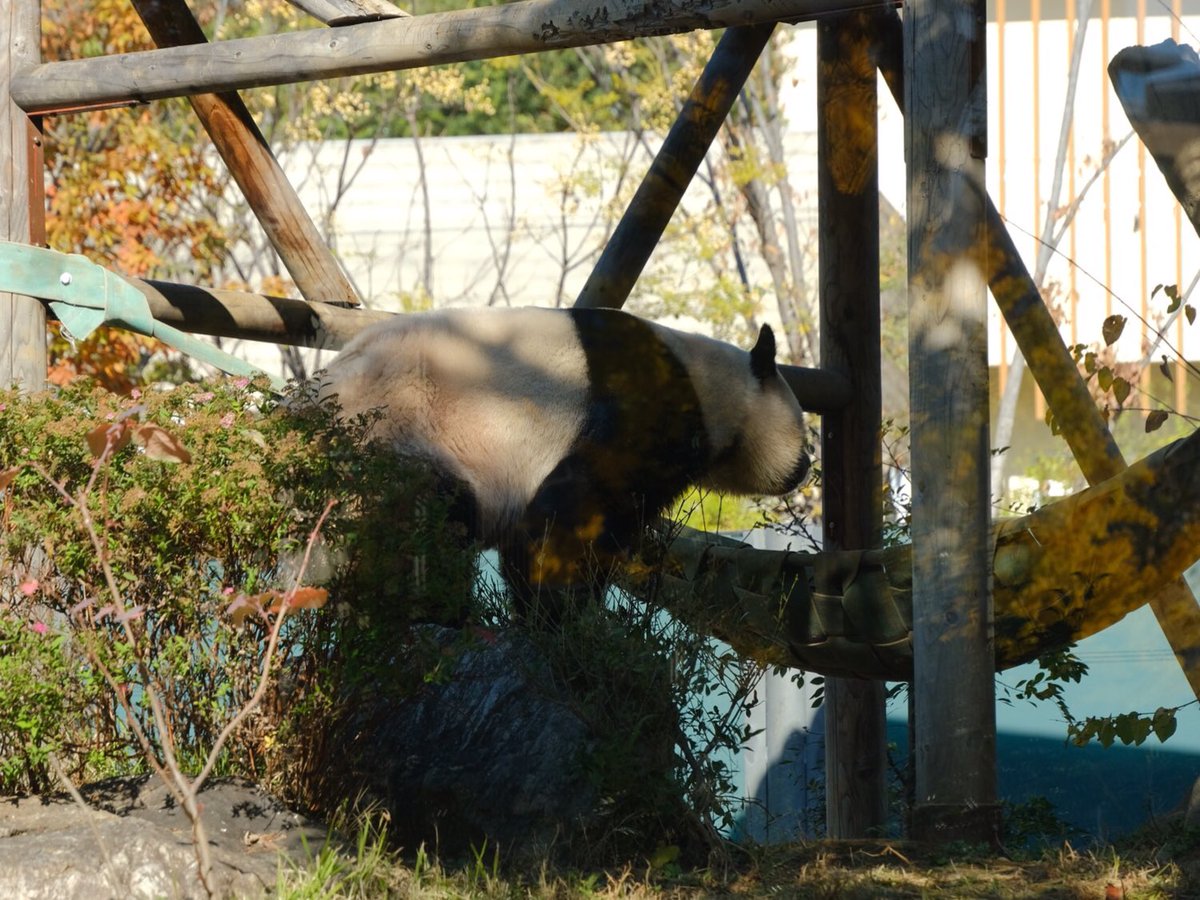 iko_i_iko_i_iko's tweet image. 次のおやつを探しに💕
2025.11.26 #上野動物園 #panda #レイレイ