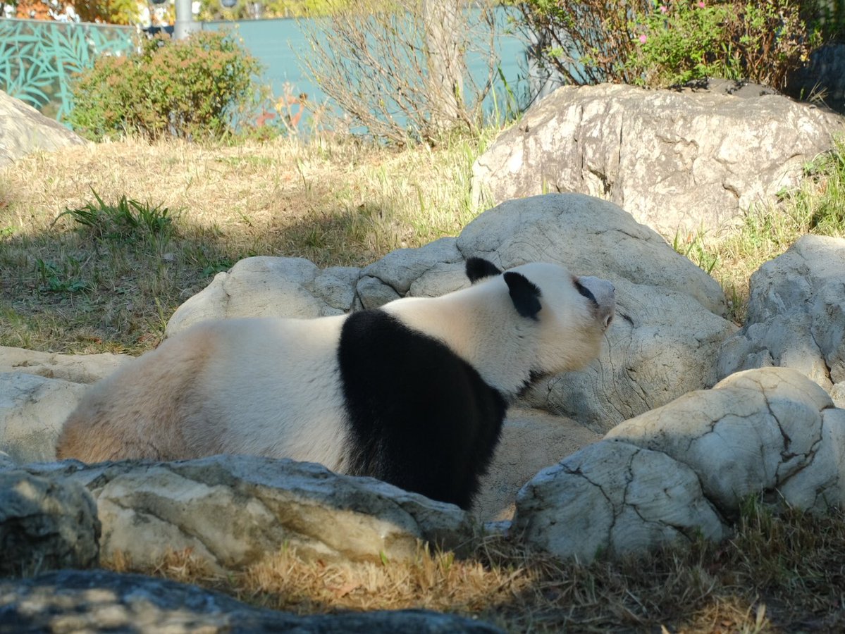 iko_i_iko_i_iko's tweet image. 次のおやつを探しに💕
2025.11.26 #上野動物園 #panda #レイレイ
