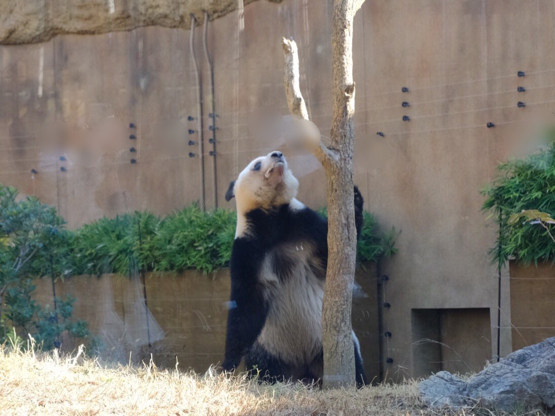 iko_i_iko_i_iko's tweet image. 次のおやつを探しに💕
2025.11.26 #上野動物園 #panda #レイレイ