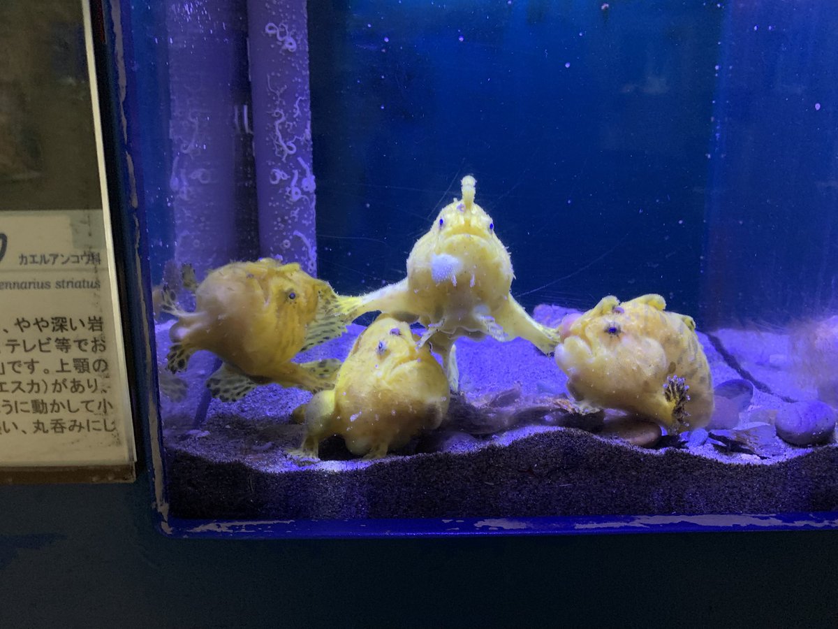 だんごむすめ (@dangomusume1) / Posts / X