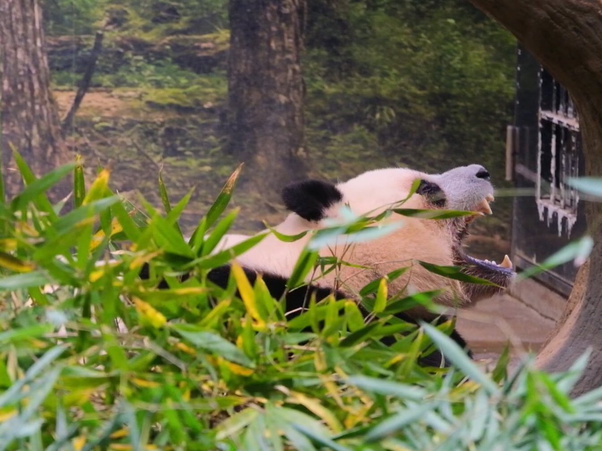 iko_i_iko_i_iko's tweet image. 🥱💕
2025.11.26 #上野動物園 #panda #レイレイ