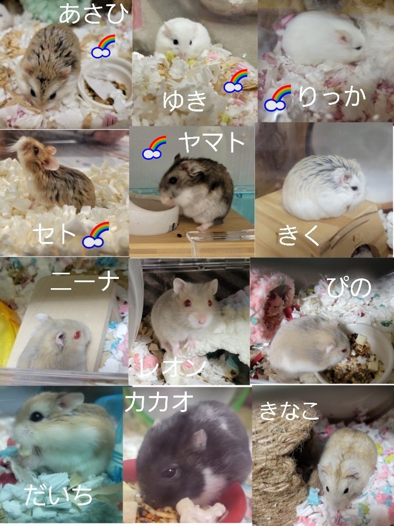 ハム活中こりす tweet media