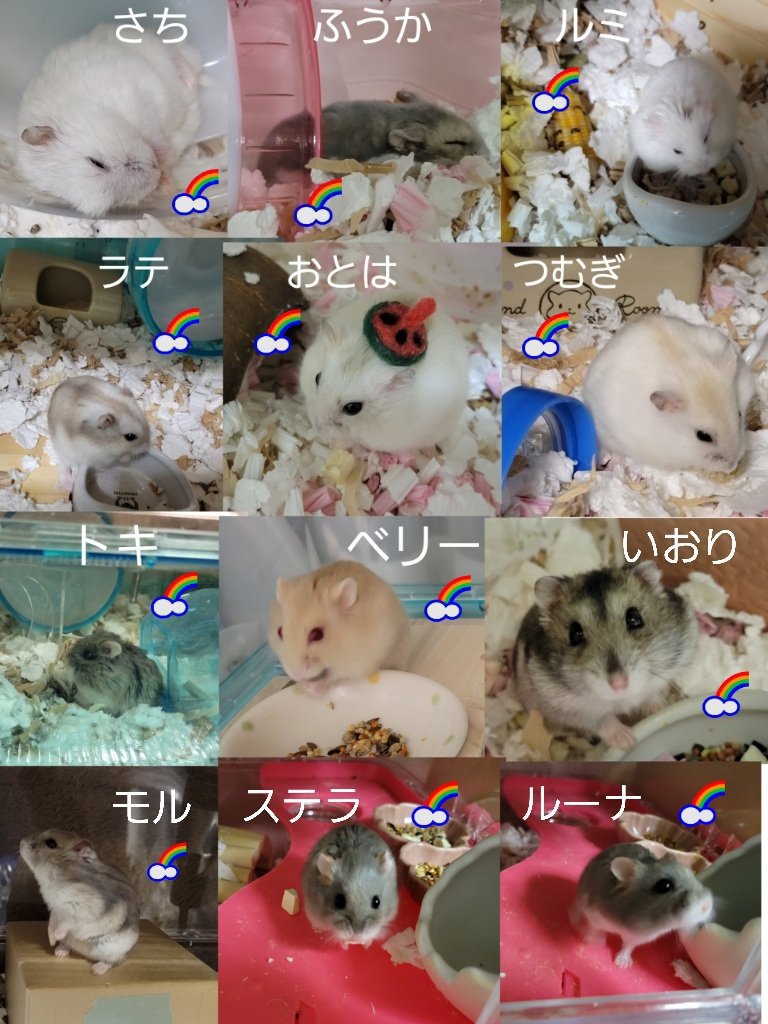 ハム活中こりす tweet media