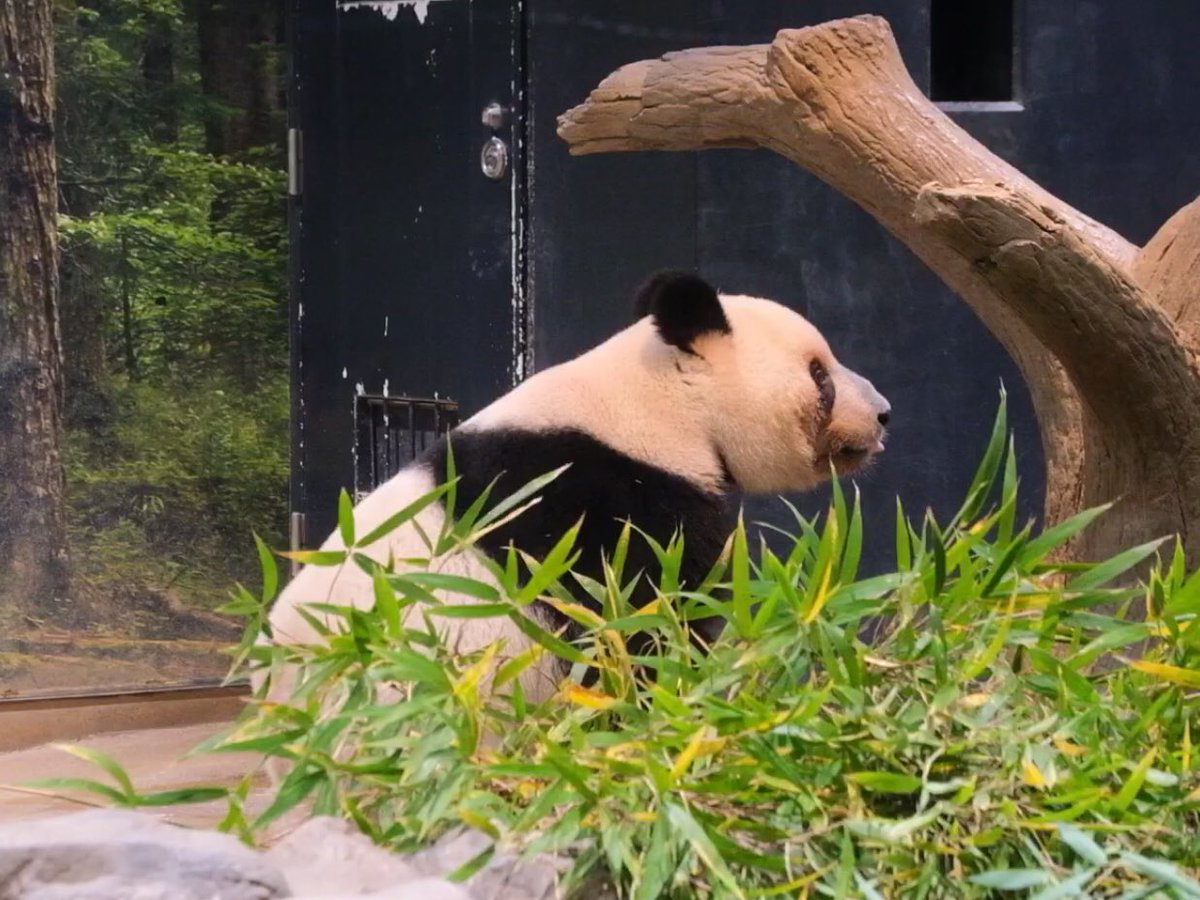 iko_i_iko_i_iko's tweet image. まだ眠そう🥰
2025.11.26 #上野動物園 #panda #レイレイ