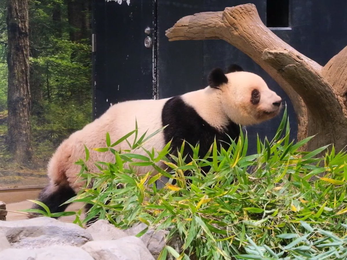 iko_i_iko_i_iko's tweet image. まだ眠そう🥰
2025.11.26 #上野動物園 #panda #レイレイ