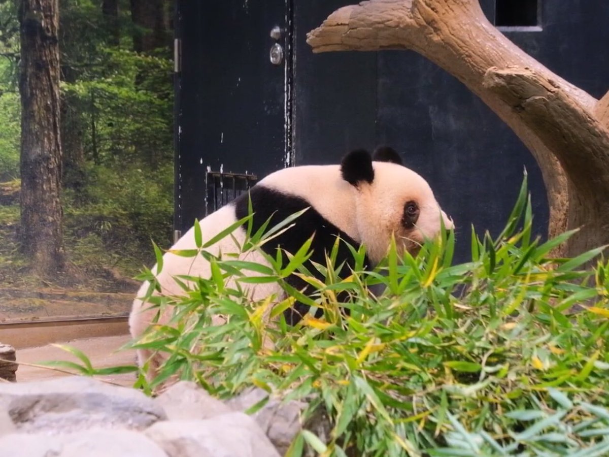iko_i_iko_i_iko's tweet image. まだ眠そう🥰
2025.11.26 #上野動物園 #panda #レイレイ