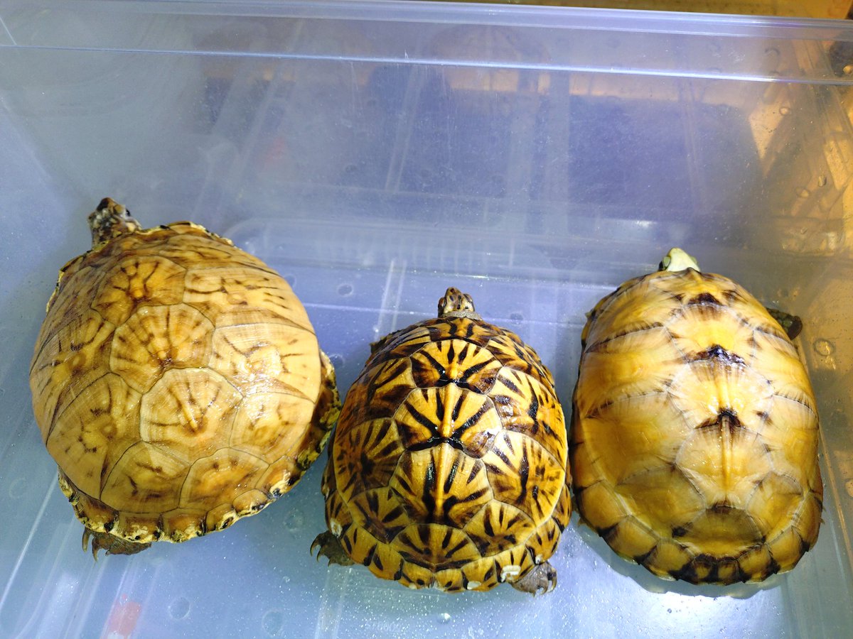 亀です 🟡黄色い亀の比較🐢左からトウブ、トウブ、ユカタン🐢微妙に色が違う