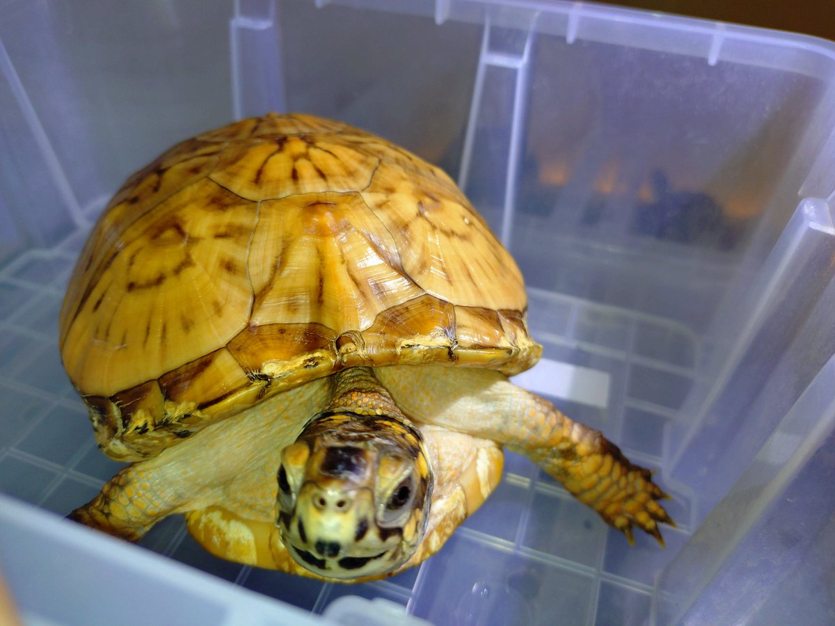 🟡黄色い亀の比較🐢左からトウブ、トウブ、ユカタン🐢微妙に色が違う
一度に並べてみました。
#トウブハコガメ