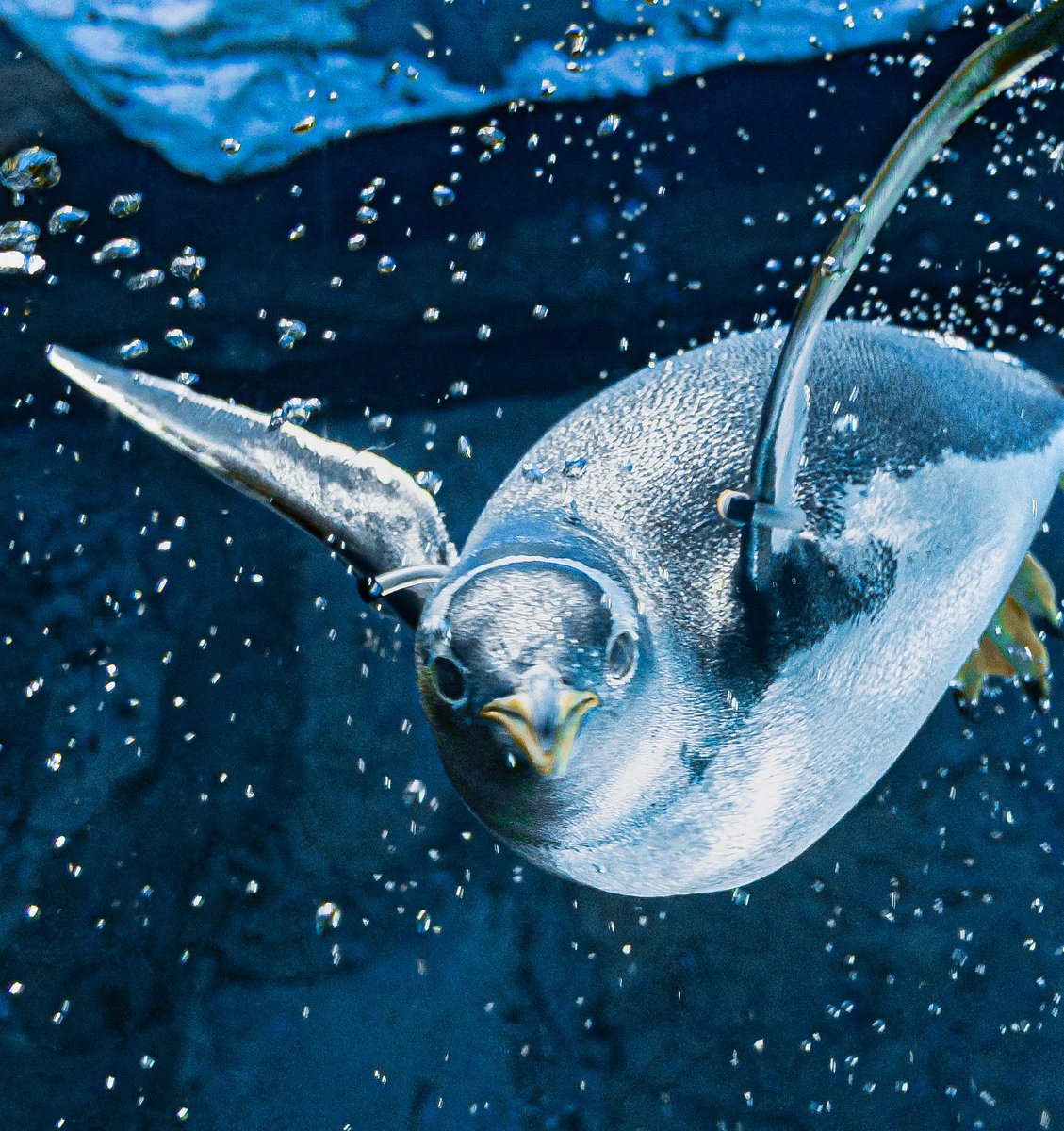 るるなっく (@ruru79) / Posts / X