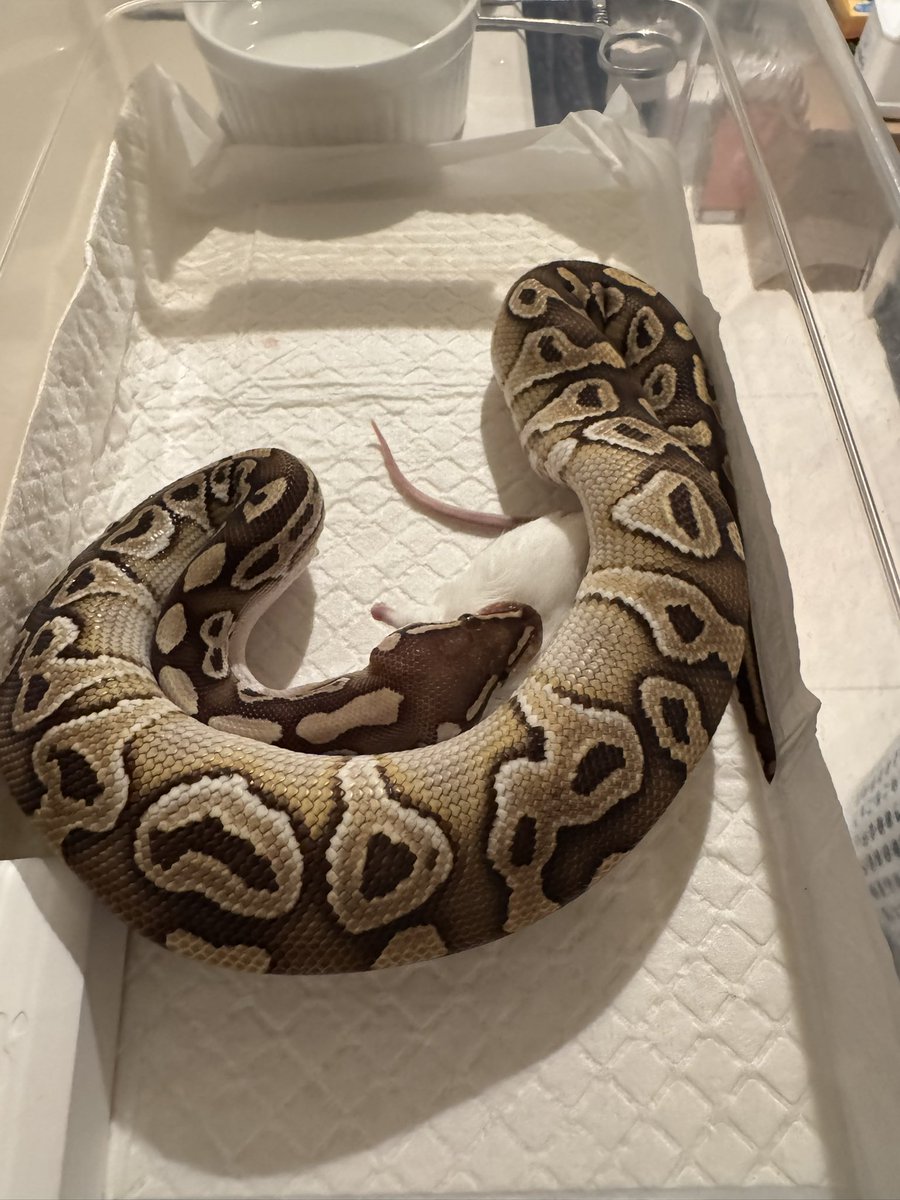 マウスは食べないのにラットなら一瞬で飛びつくオスの子が爆誕してしまった
小さめラットからのアダルトマウスLをチェーン🐁⛓️