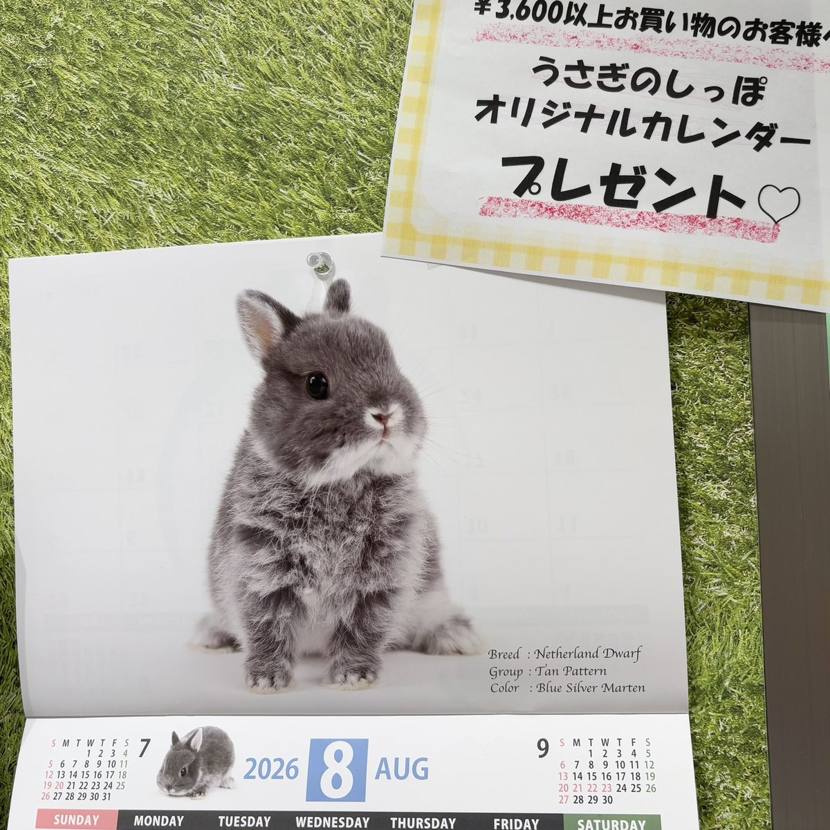 うさぎのしっぽ (@sippo_info) / Posts / X うさぎのしっぽ (@sippo_info) / Posts / X