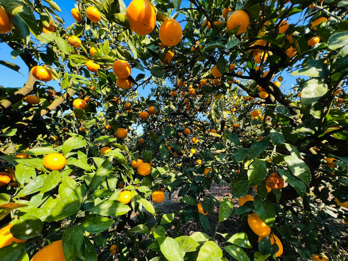 今日はみかんの日なので、フォロー＆この投稿をリポストで、愛媛ですくすく育ったみかん3kgを1名様にプレゼント！みなさんはどこですくすく育ったかをリプライすると当選確率が微動だにしません！締切は本日12/3中！