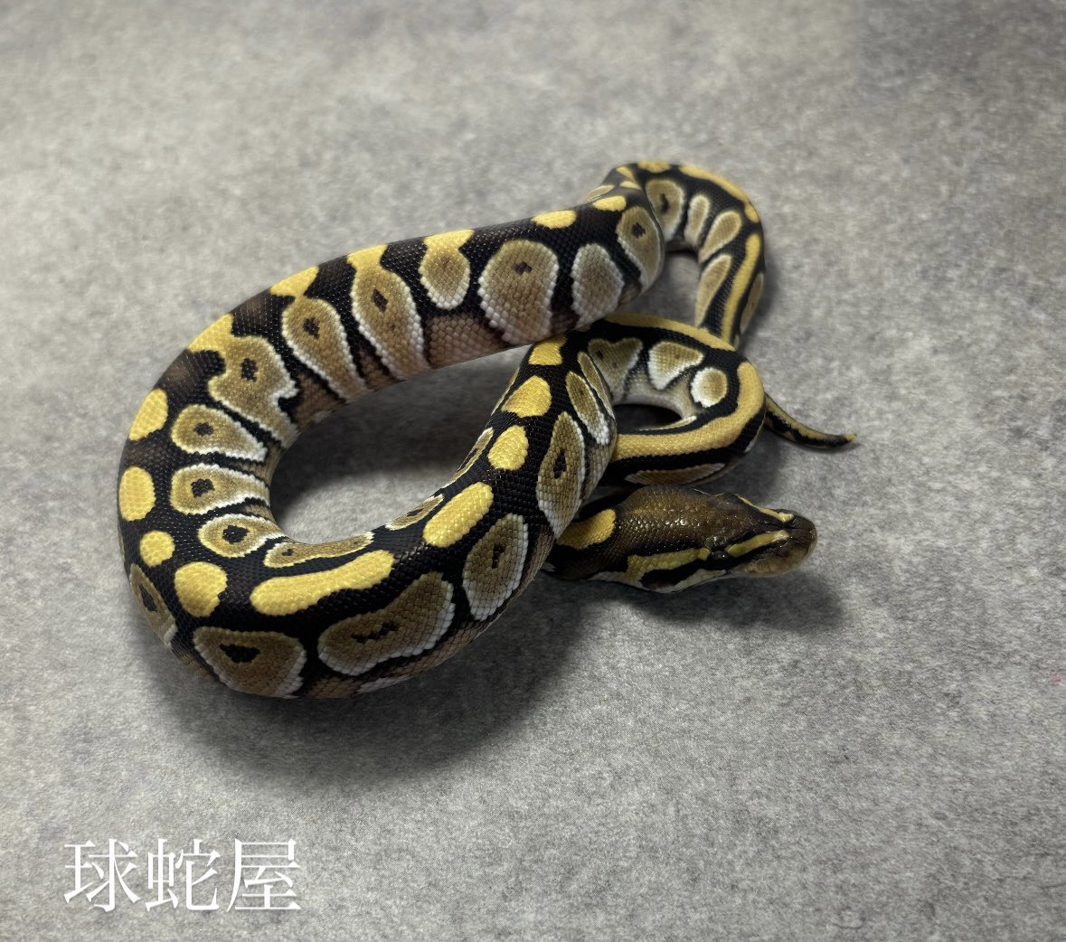 tamahebi_bp's tweet image. 【販売個体】
Mojave 66%het Ghost ♂
2025JPCB
¥15,000

イケイケやった子が少し落ち着きました。
落ち着いたら落ち着いたで寂しいもんです。

#ボールパイソン
#ballpython
#爬虫類
#球蛇屋