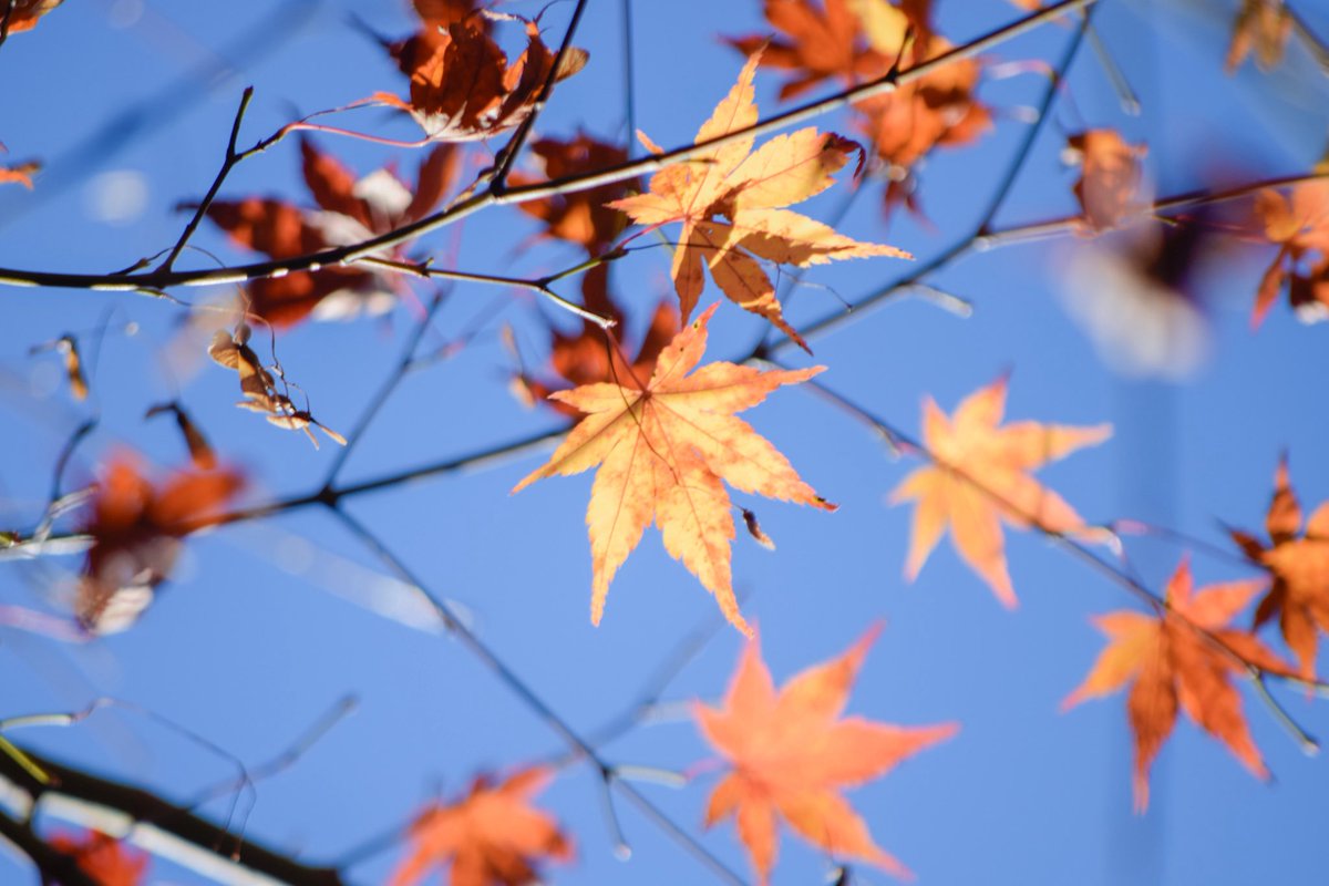 harerukitto's tweet image. #写真好きな人と繋がりたい #ファインダー越しの私の世界 #キリトリセカイ
飛花落葉