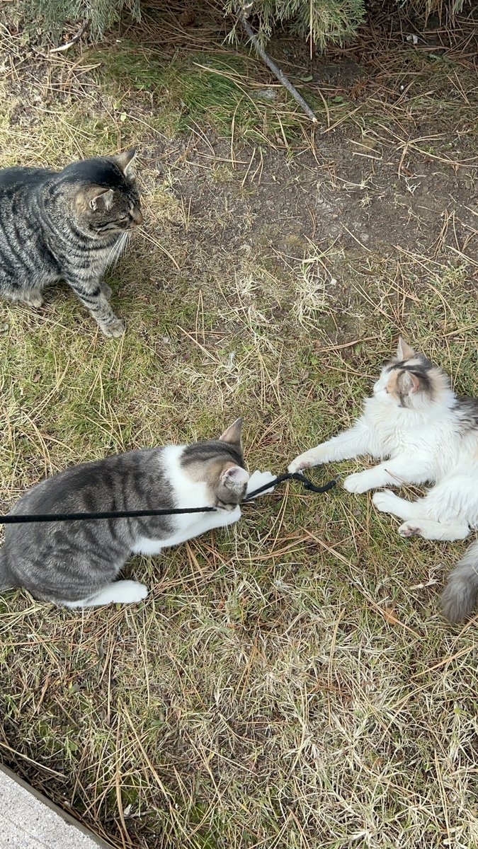 A princess in our crew😌 🐱