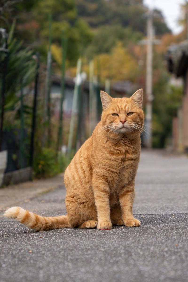 ねこりーさん なおしてあげる！こねこのおいしゃさん チェリー 4979750814242